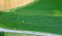 Maislabyrinth Kreuzspinne
