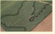 Maislabyrinth Kreuzspinne