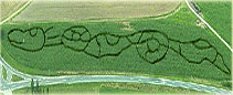Maislabyrinth Kreuzspinne