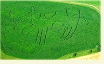Maislabyrinth Kreuzspinne