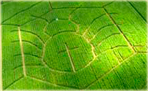 Maislabyrinth Kreuzspinne