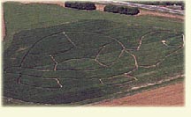 Maislabyrinth Kreuzspinne