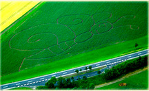 Maislabyrinth Kreuzspinne